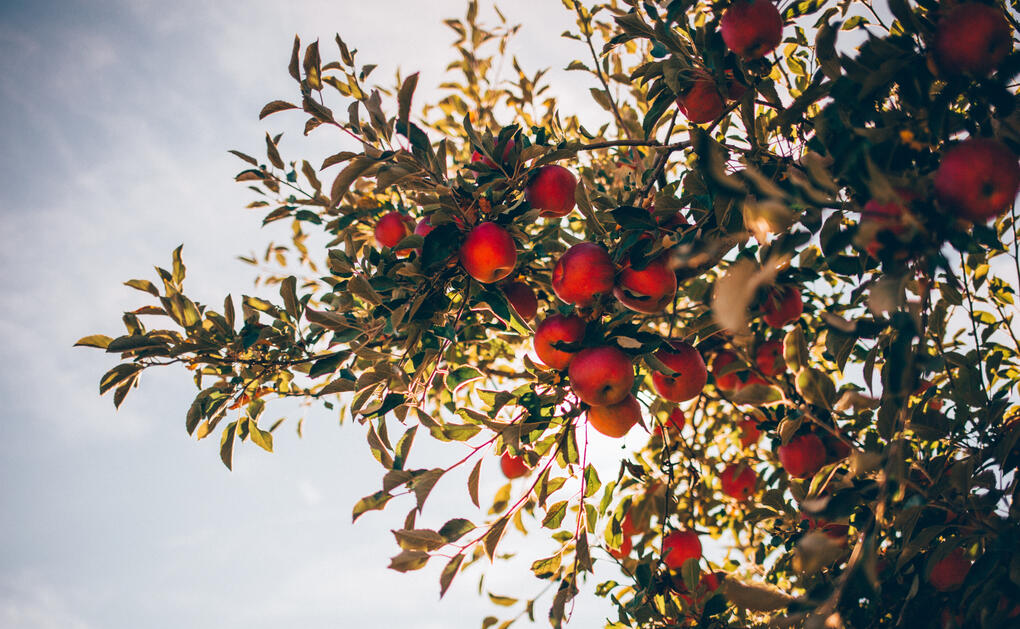 tree with fruits in it